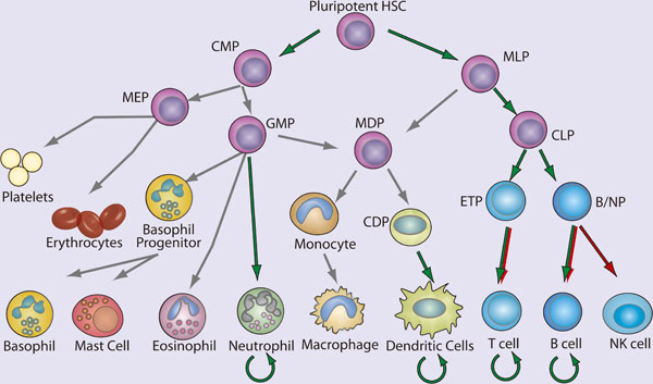 hematopoiesis